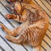 Pika-Chen joined the competition — help win amazing prizes! animal, cat, close_up, curious_eyes, cute, domestic_cat, feline, fur, ginger_cat, indoor, lying_down, mammal, paws, pet, pink_paw_pads, playful, relaxed, striped_rug, tabby, whiskers