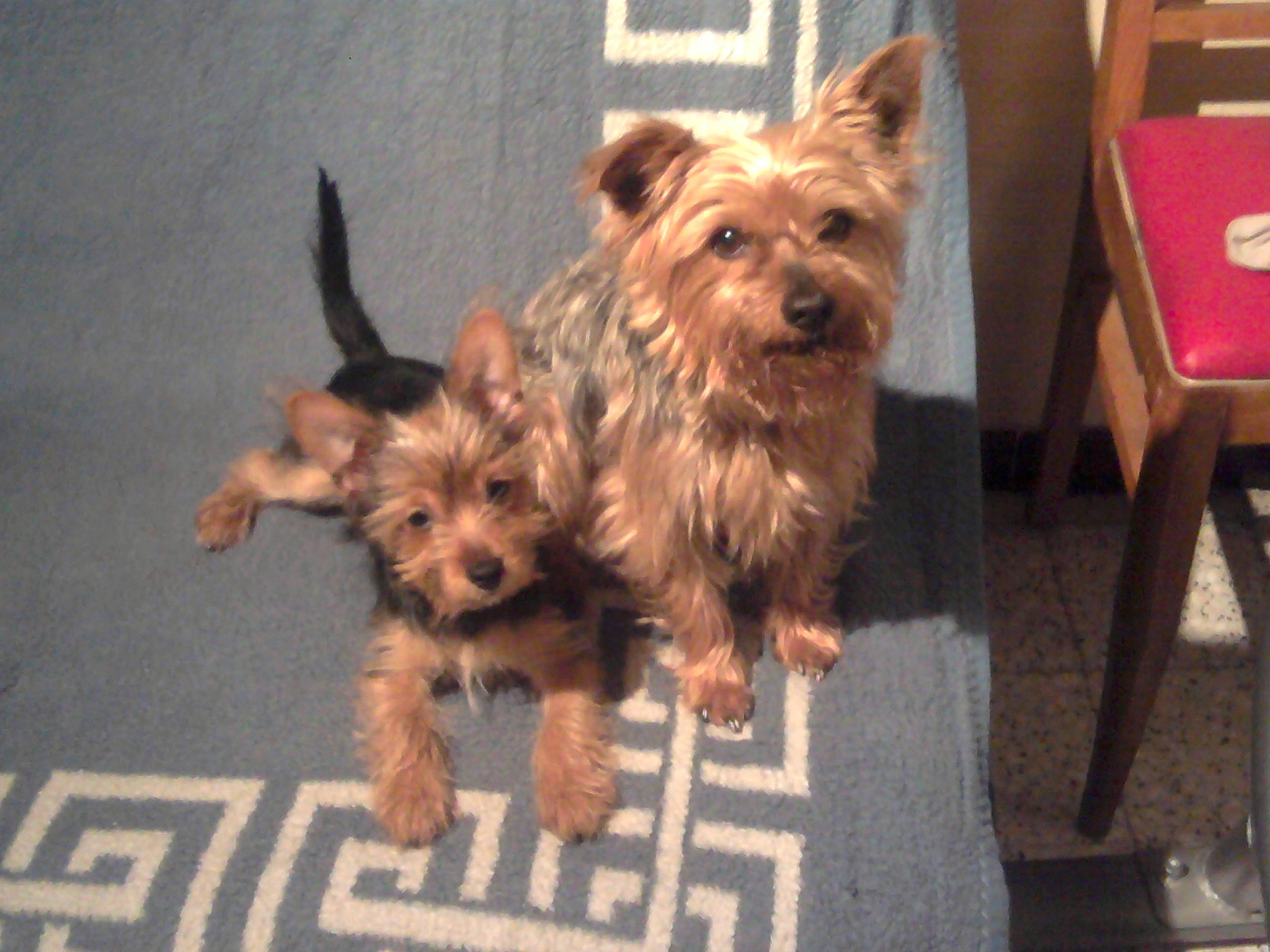 Pat a rejoint le concours — aidez-le/la à gagner de superbes lots ! australian_terrier, biewer_terrier, canidae, carnivore, clock, companion_dog, dog, dog_breed, dog_supply, fawn, fur, plant, small_terrier, snout, sporting_group, terrier, toy_dog, working_animal, yorkipoo, yorkshire_terrier