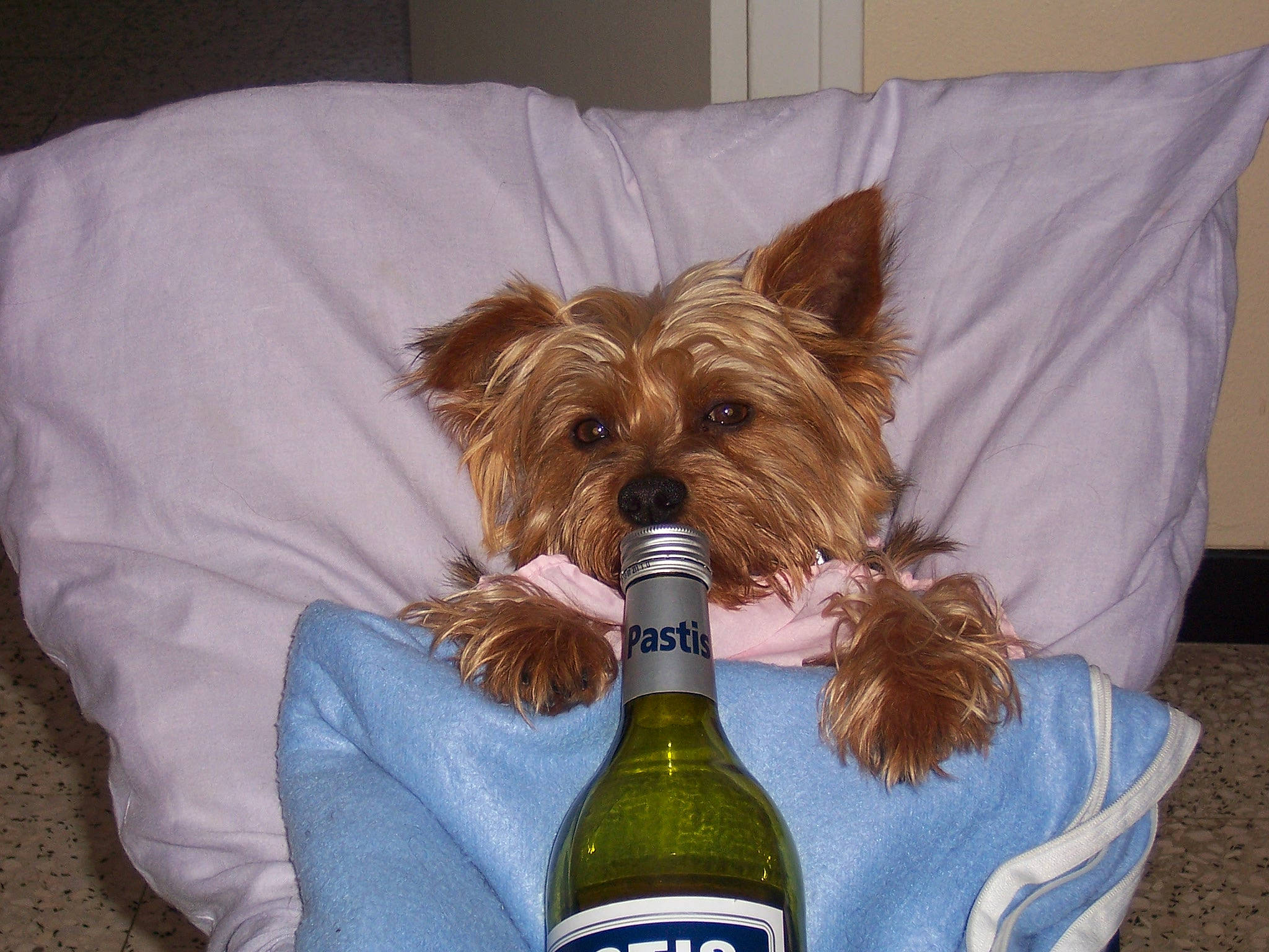 Pat participe au concours pour gagner de l'argent avec cette photo : beer, bottle, canidae, carnivore, comfort, companion_dog, distilled_beverage, dog, dog_breed, dog_clothes, dog_supply, fawn, fur, liver, small_terrier, sporting_group, terrier, toy_dog, wine_bottle, working_animal