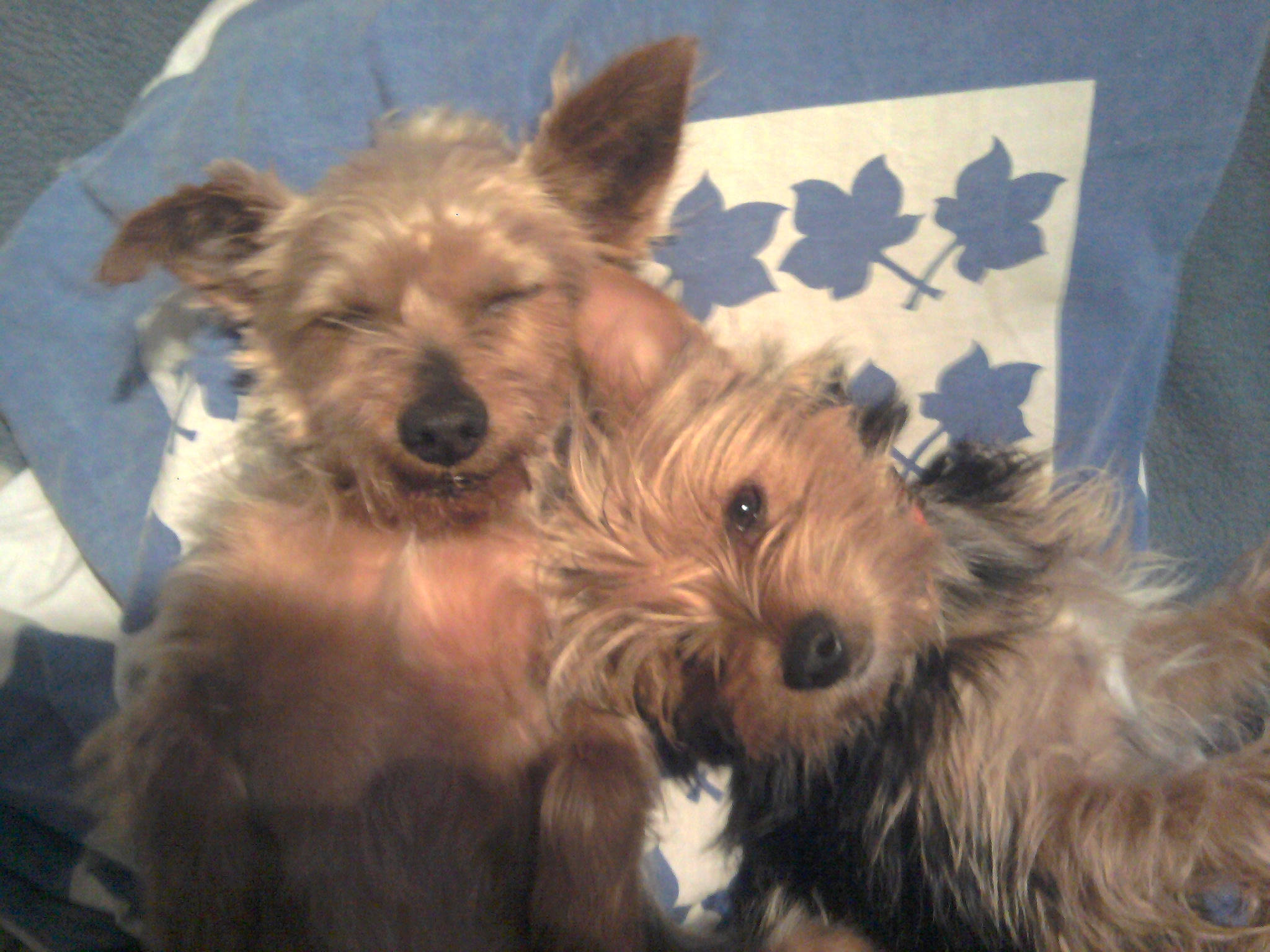 Pat participe au concours pour gagner de l'argent avec cette photo : biewer_terrier, canidae, carnivore, companion_dog, dog, dog_breed, fur, sharing, small_terrier, snout, terrestrial_animal, toy_dog, working_animal, yorkipoo