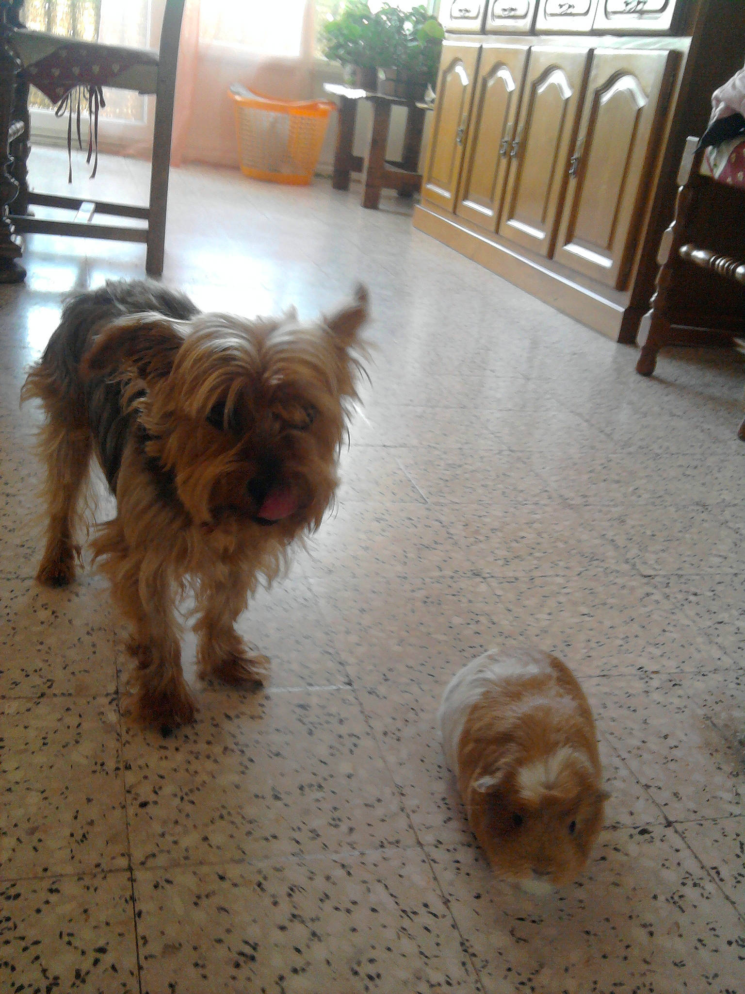 Perlette a rejoint le concours — aidez-le/la à gagner de superbes lots ! carnivore, chair, companion_dog, dog, dog_breed, dog_supply, fawn, floor, flooring, fur, hardwood, houseplant, liver, road_surface, small_terrier, snout, tail, toy_dog, wood, working_animal