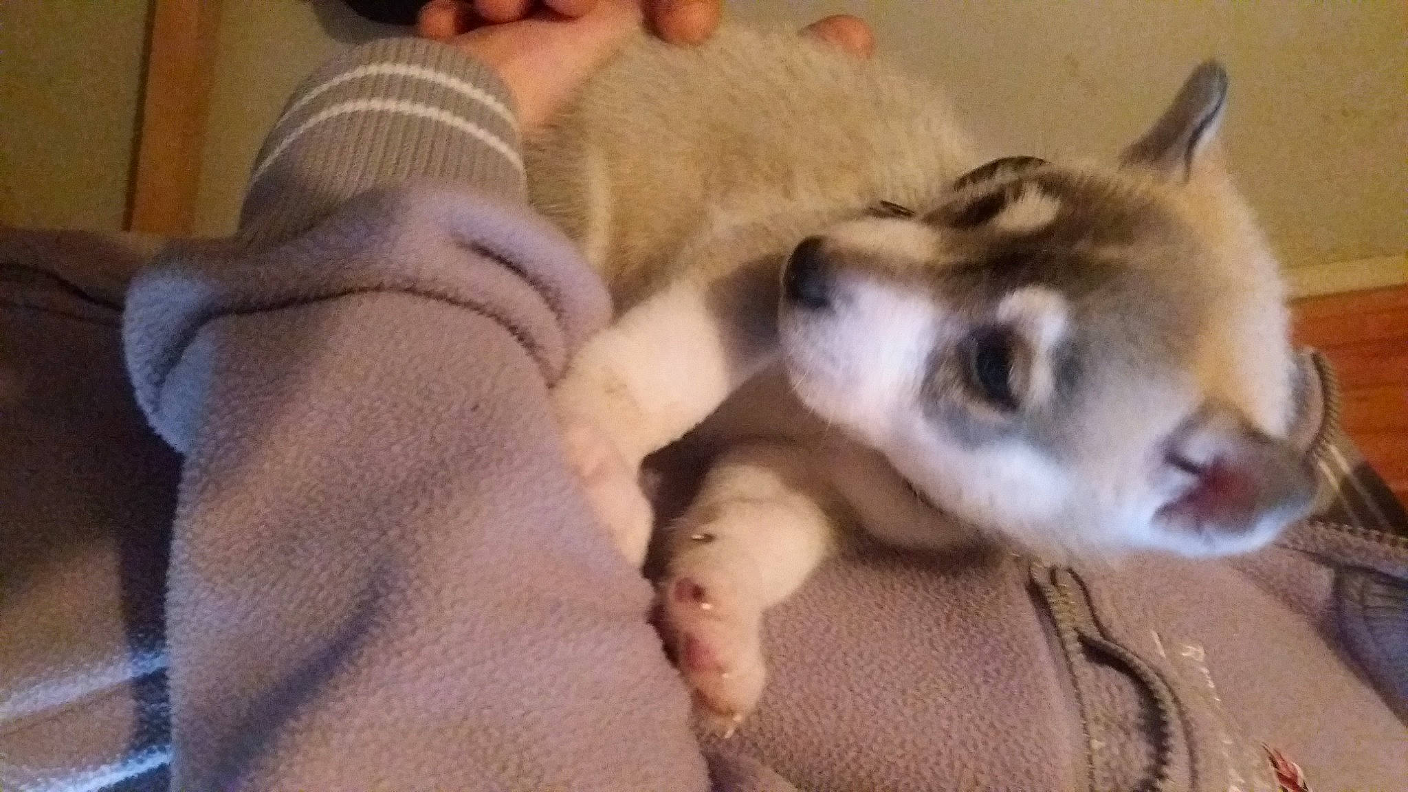 Braz participe au concours pour gagner de l'argent avec cette photo : canidae, carnivore, comfort, companion_dog, dog, dog_breed, fawn, felidae, flooring, foot, fur, nap, non_sporting_group, paw, small_to_medium_sized_cats, snout, sporting_group, terrestrial_animal, whiskers, working_dog