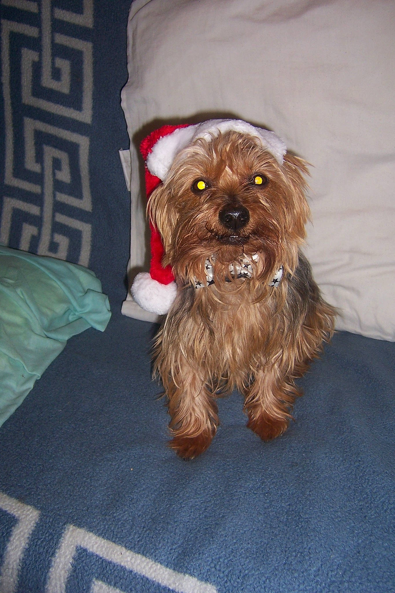 Graillou participe au concours pour gagner de l'argent avec cette photo : canidae, carnivore, companion_dog, dog, dog_breed, dog_clothes, dog_collar, dog_supply, fawn, fur, liver, maltepoo, pet_supply, poodle_crossbreed, small_terrier, snout, sporting_group, terrier, toy_dog, working_animal