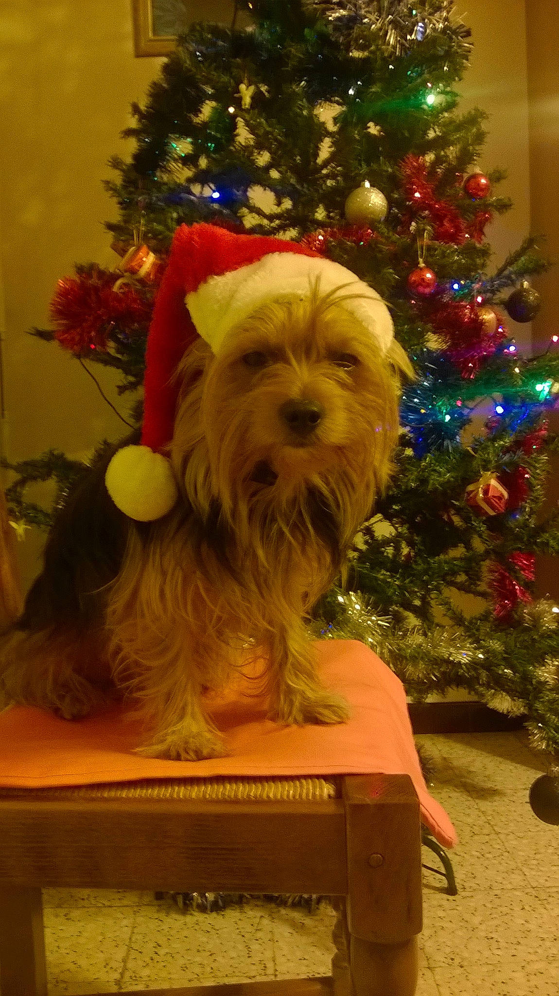 Graillou participe au concours pour gagner de l'argent avec cette photo : canidae, carnivore, christmas, christmas_decoration, christmas_ornament, christmas_tree, companion_dog, dog, dog_breed, dog_supply, event, fawn, holiday, holiday_ornament, ornament, plant, snout, sporting_group, toy_dog, tree