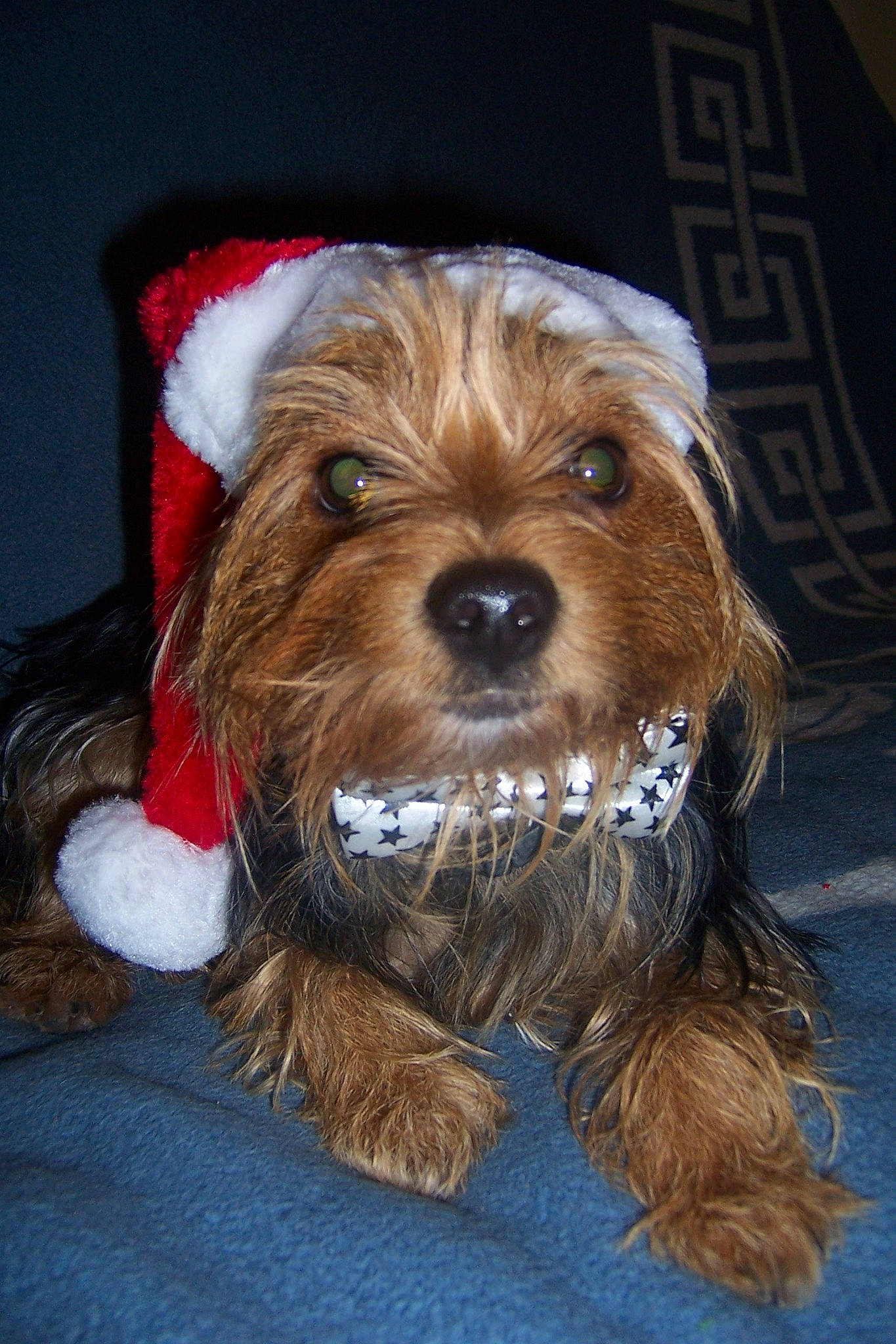 Graillou a rejoint le concours — aidez-le/la à gagner de superbes lots ! biewer_terrier, canidae, carnivore, companion_dog, dog, dog_breed, dog_clothes, dog_supply, fashion_accessory, fur, liver, maltepoo, small_terrier, snout, sporting_group, terrier, toy, toy_dog, working_animal, yorkipoo