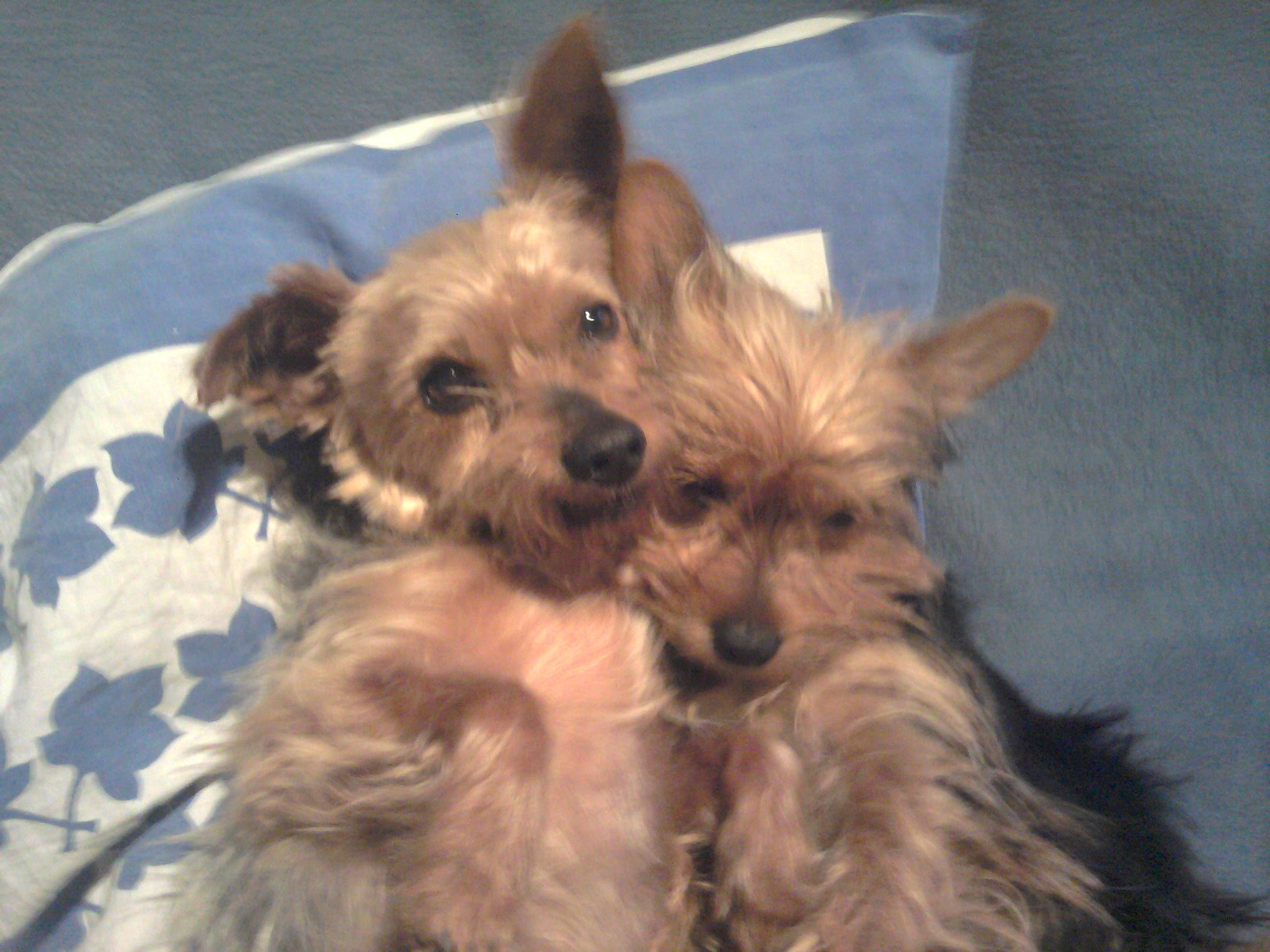 Roux participe au concours pour gagner de l'argent avec cette photo : biewer_terrier, canidae, carnivore, companion_dog, dog, dog_breed, dog_supply, fawn, fur, liver, small_terrier, snout, sporting_group, terrier, toy_dog, working_animal, yorkipoo