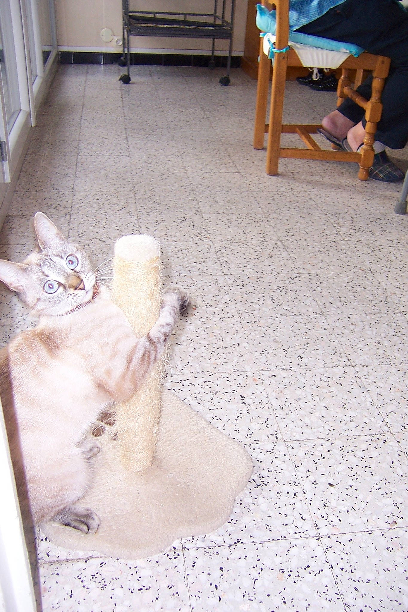 Nala participe au concours pour gagner de l'argent avec cette photo : art, carpet, cat, concrete, domestic_short_haired_cat, door, fawn, felidae, floor, flooring, hardwood, road_surface, room, sculpture, sitting, small_to_medium_sized_cats, tail, whiskers, white, wood