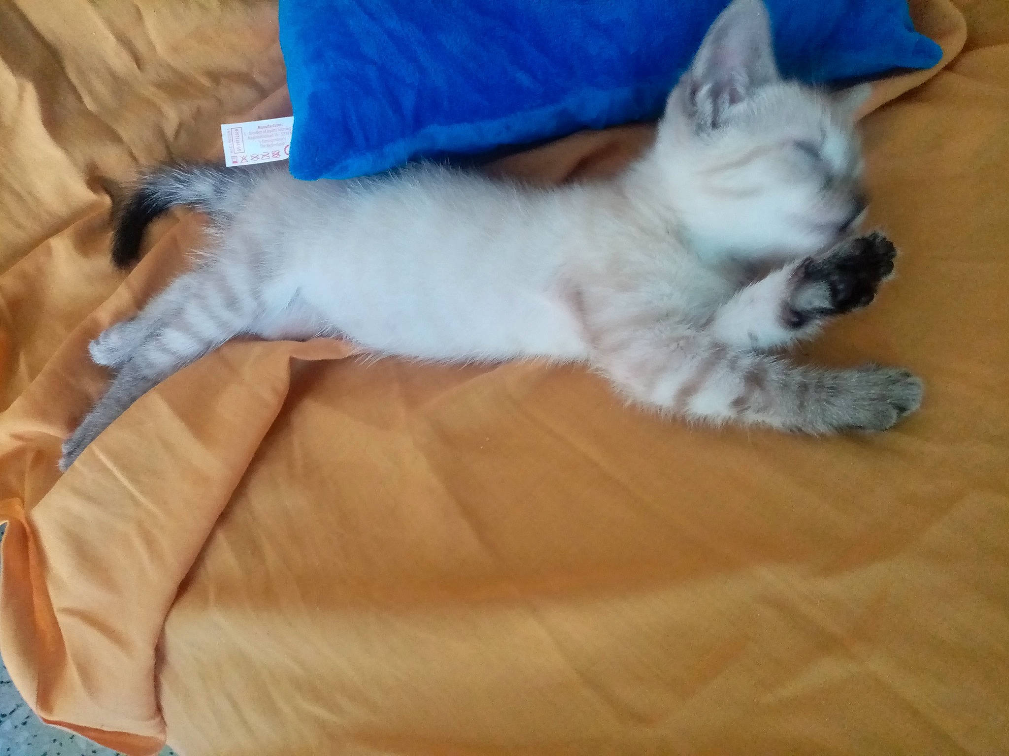 Lana participe au concours pour gagner de l'argent avec cette photo : carnivore, cat, claw, comfort, domestic_short_haired_cat, fawn, felidae, flooring, fur, grey, hardwood, nap, paw, small_to_medium_sized_cats, tail, whiskers, wood, wood_flooring