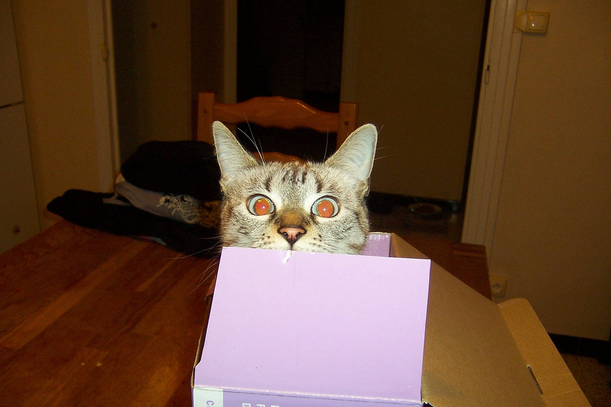 Lana participe au concours pour gagner de l'argent avec cette photo : bag, box, cardboard, carnivore, carton, cat, domestic_short_haired_cat, door, fawn, felidae, flooring, fur, hardwood, packaging_and_labeling, packing_materials, shipping_box, small_to_medium_sized_cats, tail, whiskers, wood