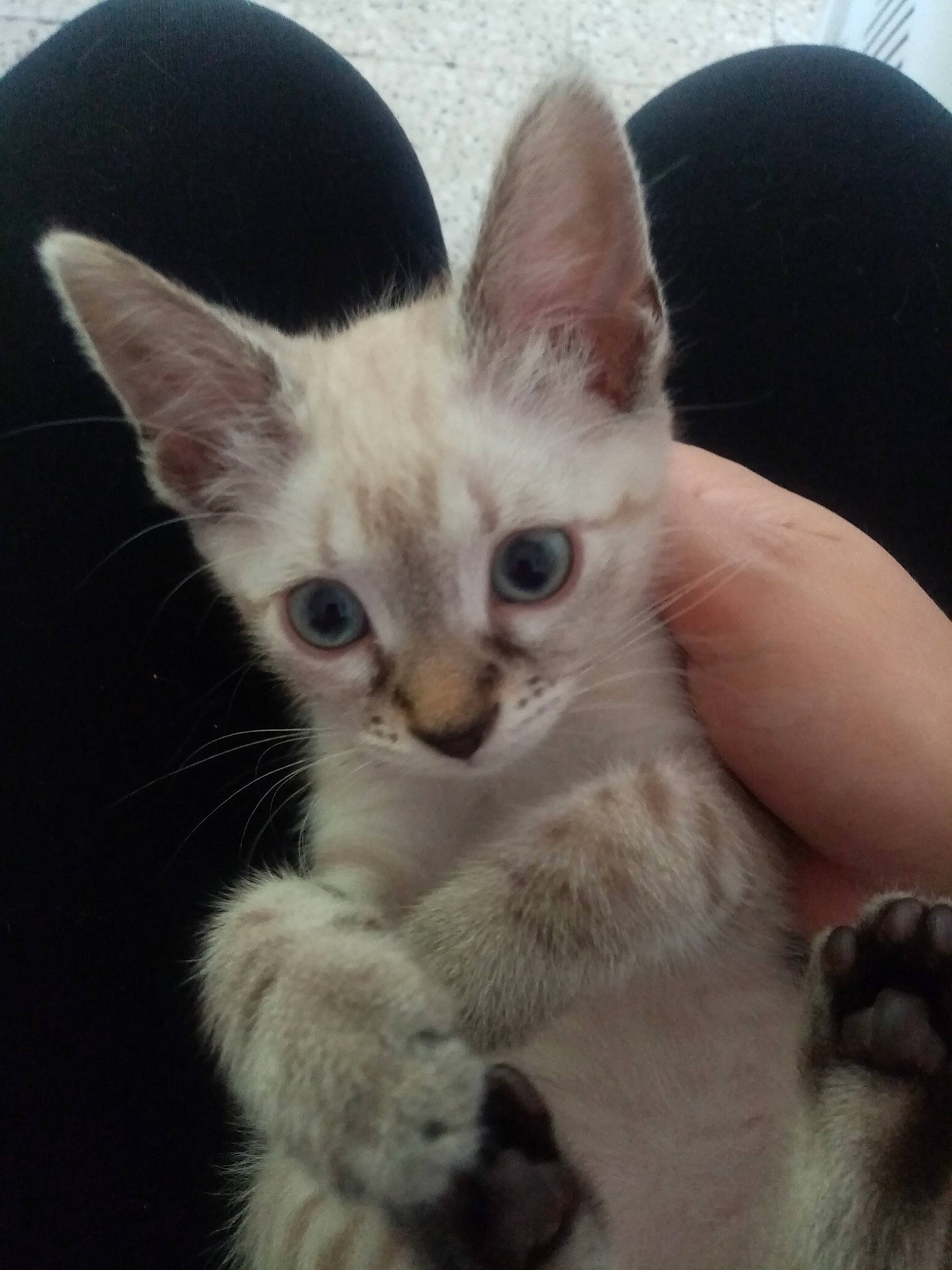 Lana a rejoint le concours — aidez-le/la à gagner de superbes lots ! carnivore, cat, claw, comfort, domestic_short_haired_cat, ear, fawn, felidae, fur, paw, small_to_medium_sized_cats, snout, tail, thai, whiskers