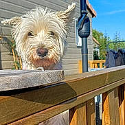Romy a rejoint le concours — aidez-le/la à gagner de superbes lots ! dog, pet, outdoor, wooden_railing, umbrella, house, sunny, fence, curious, fluffy, white_dog, daylight, backyard, railing, wood, canine, animal, sunlight, blue_sky, summer
