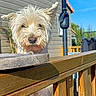 dog, pet, outdoor, wooden_railing, umbrella, house, sunny, fence, curious, fluffy, white_dog, daylight, backyard, railing, wood, canine, animal, sunlight, blue_sky, summer