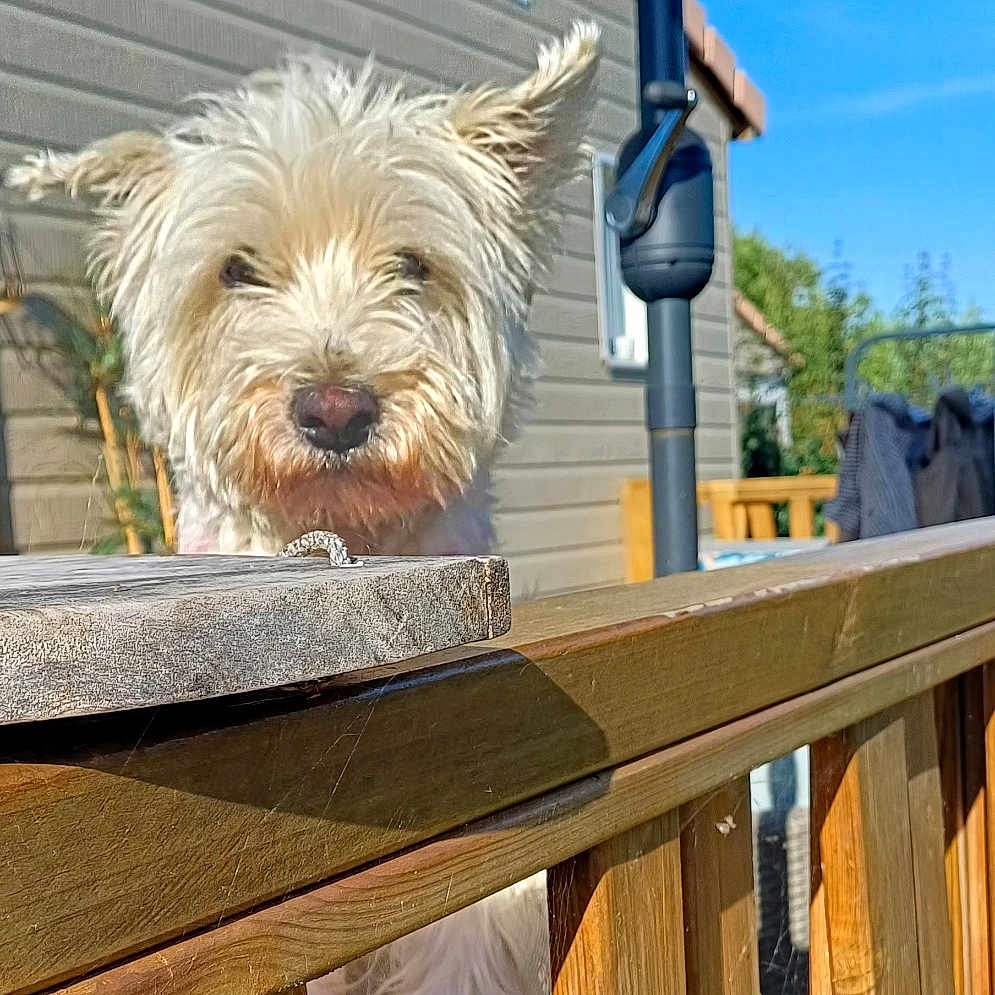 Romy a rejoint le concours — aidez-le/la à gagner de superbes lots ! dog, pet, outdoor, wooden_railing, umbrella, house, sunny, fence, curious, fluffy, white_dog, daylight, backyard, railing, wood, canine, animal, sunlight, blue_sky, summer