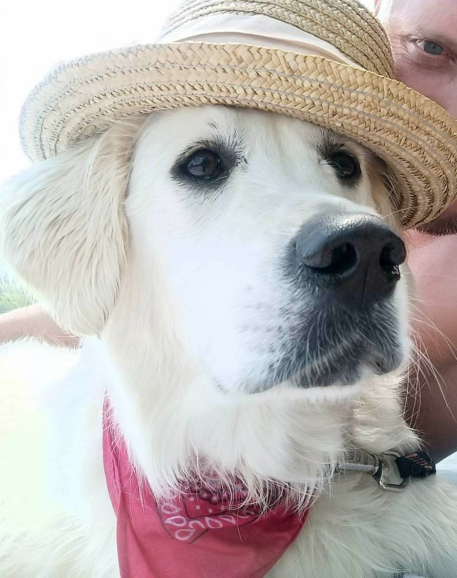 Chanel participe au concours pour gagner de l'argent avec cette photo : canidae, cap, carnivore, collar, companion_dog, dog, dog_breed, dog_collar, fashion_accessory, fawn, fedora, fur, happy, hat, labrador_retriever, snout, sporting_group, sun_hat, whiskers, working_animal