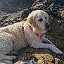 animal, backpack, coastline, daytime, dog, golden_retriever, landscape, mussels, nature, outdoor, pet, relaxed, resting, rock, scenic, sea, sunlight, water, wet_fur, wildlife