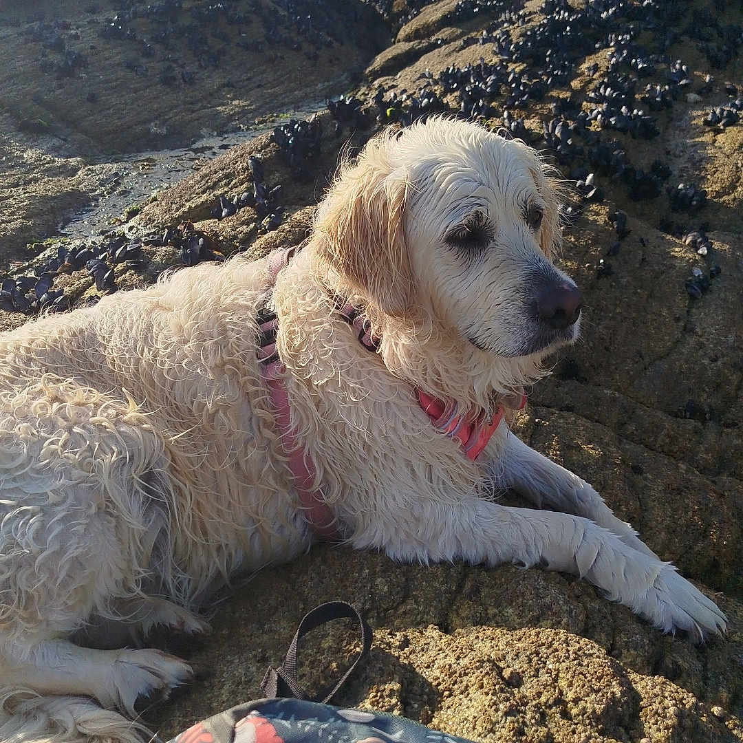 Chanel participe au concours pour gagner de l'argent avec cette photo : animal, backpack, coastline, daytime, dog, golden_retriever, landscape, mussels, nature, outdoor, pet, relaxed, resting, rock, scenic, sea, sunlight, water, wet_fur, wildlife