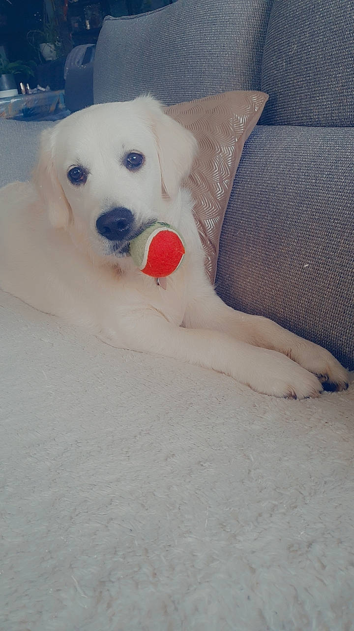 Chanel a rejoint le concours — aidez-le/la à gagner de superbes lots ! canidae, carnivore, comfort, companion_dog, dog, dog_breed, dog_supply, fawn, non_sporting_group, paw, pet_supply, snout, snow, sporting_group, terrestrial_animal, winter, working_animal