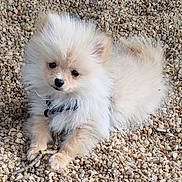 Bounty participe au concours pour gagner de l'argent avec cette photo : puppy, dog, small_dog, fluffy, cream_color, outdoor, pebbles, curious, pet, animal, young, cute, lying_down, fur, collar, nature, daylight, adorable, playful, companion