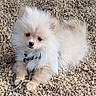 puppy, dog, small_dog, fluffy, cream_color, outdoor, pebbles, curious, pet, animal, young, cute, lying_down, fur, collar, nature, daylight, adorable, playful, companion