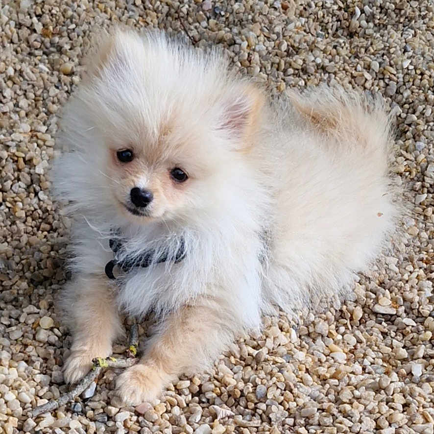 Bounty participe au concours pour gagner de l'argent avec cette photo : puppy, dog, small_dog, fluffy, cream_color, outdoor, pebbles, curious, pet, animal, young, cute, lying_down, fur, collar, nature, daylight, adorable, playful, companion