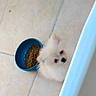 Bounty a rejoint le concours — aidez-le/la à gagner de superbes lots ! adorable, animal, blue_bowl, companion, curious, cute, dog, fluffy, food_bowl, fur, indoor, kibble, looking, pet, playful, puppy, small, tile_floor, white, young