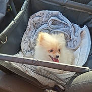 Bounty a rejoint le concours — aidez-le/la à gagner de superbes lots ! black_interior, blanket, car_door, car_interior, cozy, dog, furry, happy, pet, pet_car_seat, pomeranian, puppy, seat, seatbelt, small_dog, sunlight, tongue_out, travel, vehicle, window