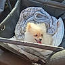 black_interior, blanket, car_door, car_interior, cozy, dog, furry, happy, pet, pet_car_seat, pomeranian, puppy, seat, seatbelt, small_dog, sunlight, tongue_out, travel, vehicle, window
