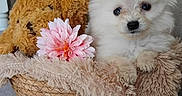 Bounty a rejoint le concours — aidez-le/la à gagner de superbes lots ! adorable, animal, basket, blanket, brown, closeup, cozy, cute, decor, dog, flower, fur, indoor, pet, plush_toy, puppy, resting, soft, toy, white