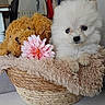 adorable, animal, basket, blanket, brown, closeup, cozy, cute, decor, dog, flower, fur, indoor, pet, plush_toy, puppy, resting, soft, toy, white