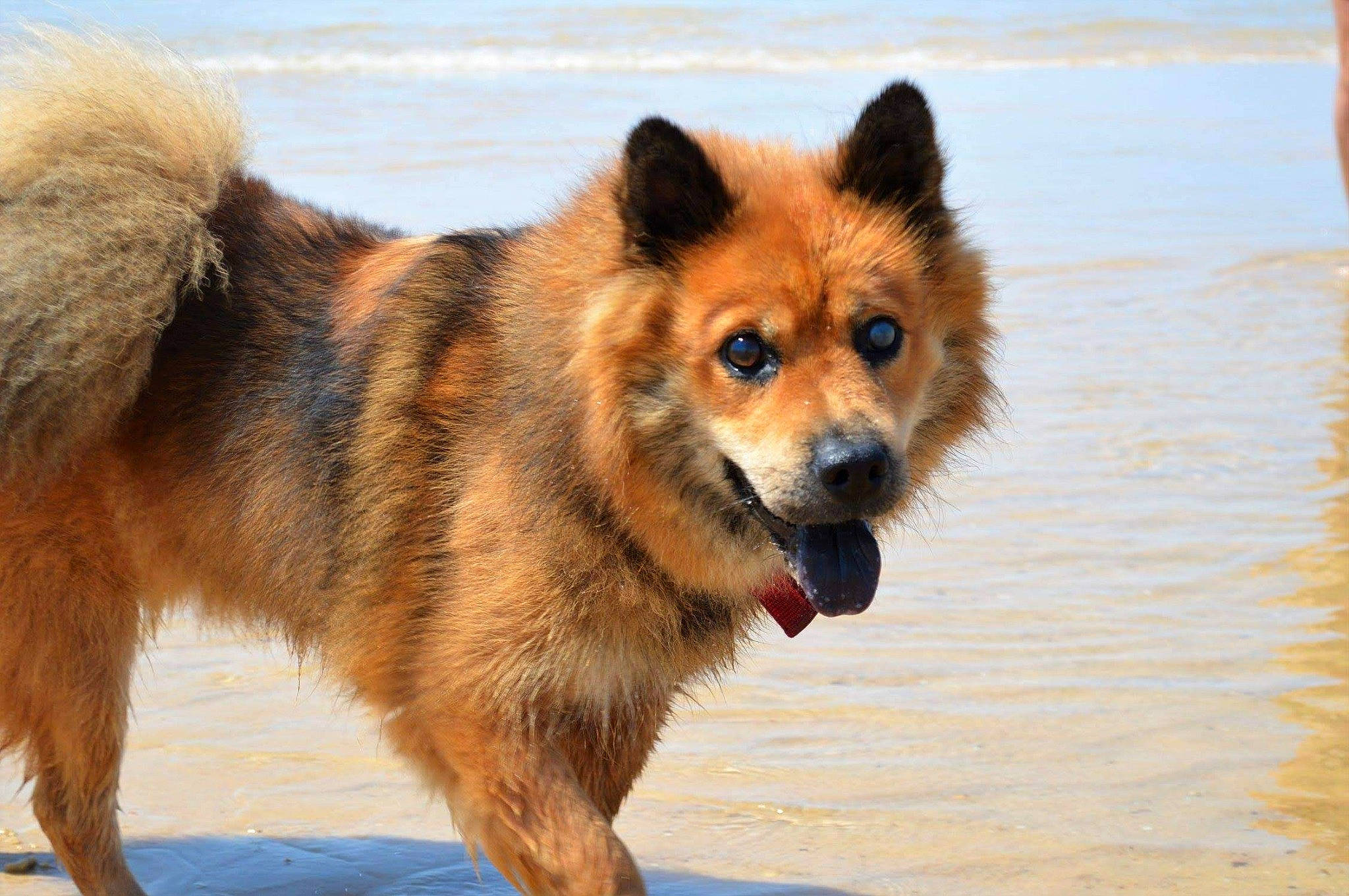 Lluna a rejoint le concours — aidez-le/la à gagner de superbes lots ! ancient_dog_breeds, canidae, carnivore, companion_dog, dog, dog_breed, eurasier, finnish_spitz, german_spitz, german_spitz_mittel, greenland_dog, icelandic_sheepdog, mammal, rare_breed_dog, spitz, sulimov_dog, vertebrate