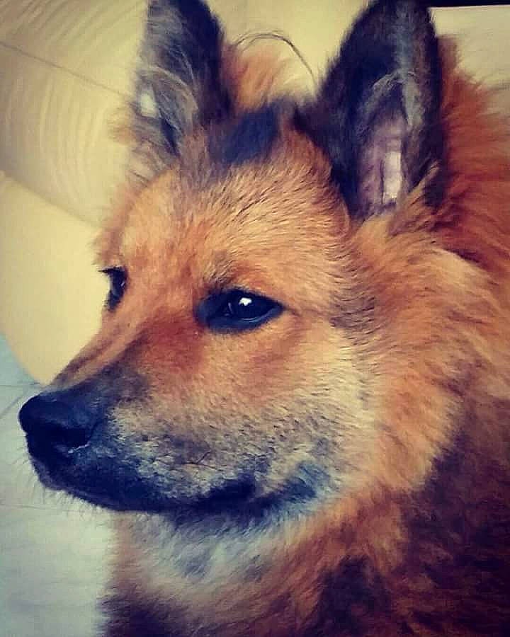 Lluna participe au concours pour gagner de l'argent avec cette photo : canidae, carnivore, companion_dog, dog, dog_breed, eurasier, finnish_spitz, german_spitz, german_spitz_mittel, icelandic_sheepdog, mammal, non_sporting_group, norwegian_buhund, pomeranian, snout, spitz, vertebrate, whiskers