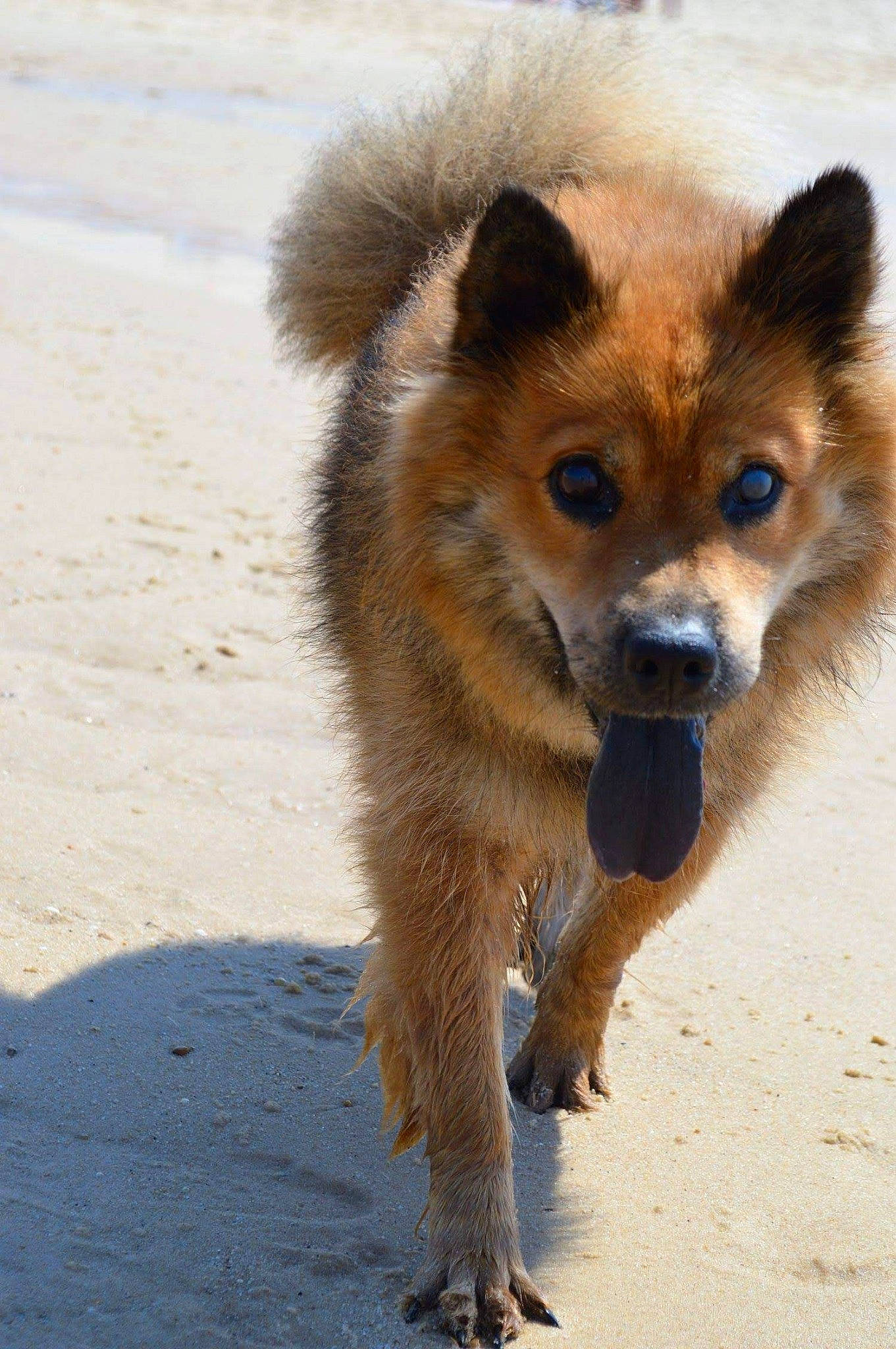 Lluna participe au concours pour gagner de l'argent avec cette photo : canidae, carnivore, companion_dog, dog, dog_breed, eurasier, finnish_spitz, german_spitz, german_spitz_mittel, icelandic_sheepdog, mammal, non_sporting_group, pomeranian, puppy, rare_breed_dog, snout, spitz, sporting_group, vertebrate, wildlife