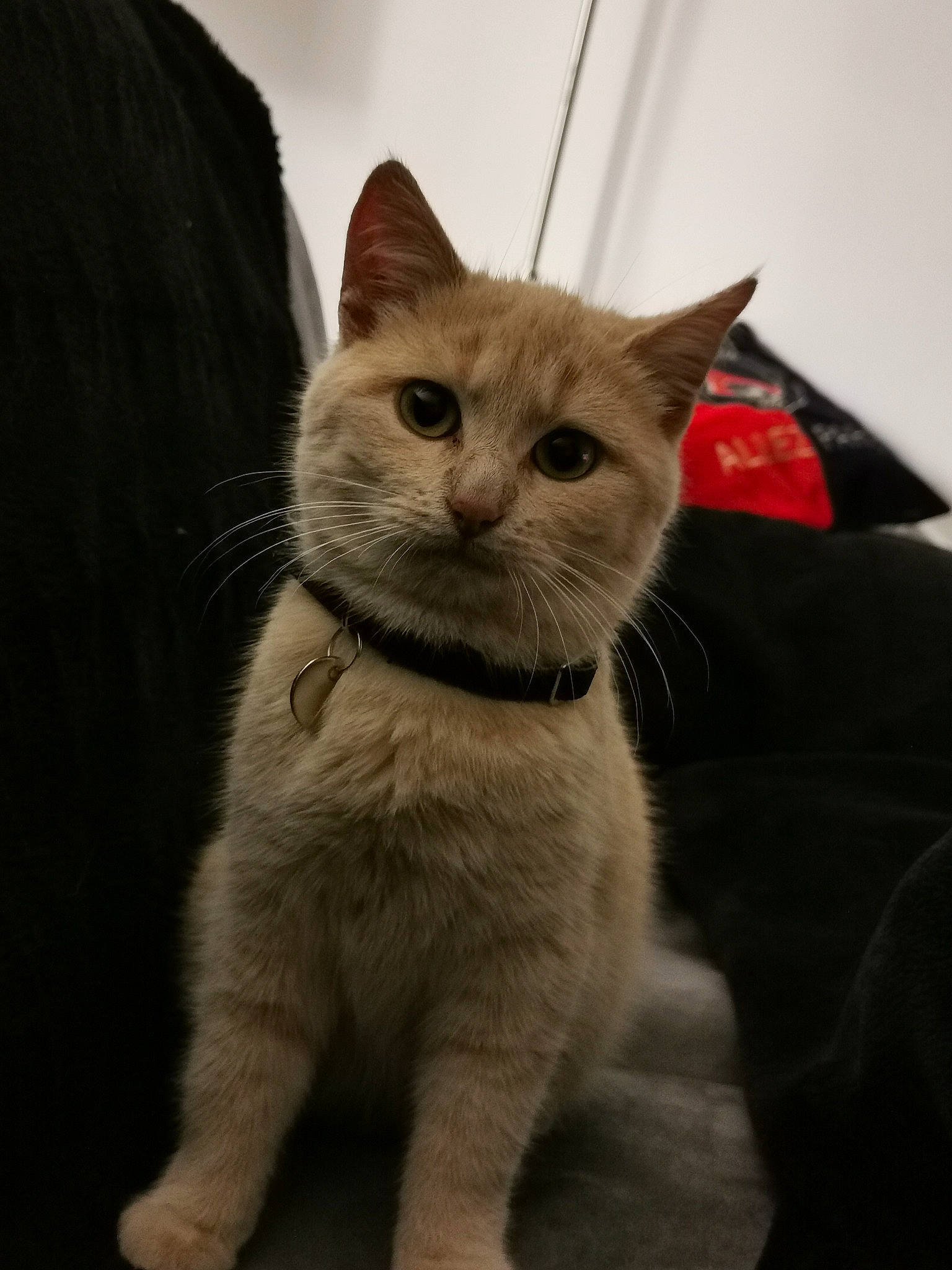 Pipa participe au concours pour gagner de l'argent avec cette photo : american_shorthair, asian, british_shorthair, carnivore, cat, domestic_short_haired_cat, european_shorthair, fawn, felidae, fur, kitten, mammal, nebelung, small_to_medium_sized_cats, snout, tabby_cat, vertebrate, whiskers