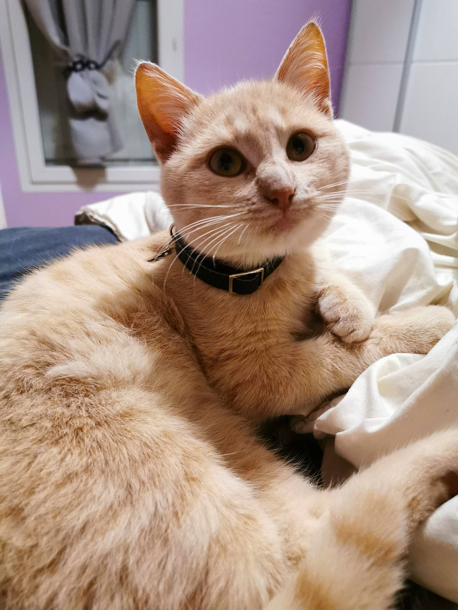 Pipa a rejoint le concours — aidez-le/la à gagner de superbes lots ! arabian_mau, asian, australian_mist, burmilla, carnivore, cat, colorpoint_shorthair, domestic_short_haired_cat, ear, european_shorthair, eye, fawn, felidae, fur, german_rex, kitten, mammal, small_to_medium_sized_cats, vertebrate, whiskers