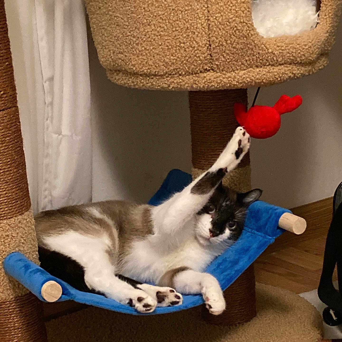 Tako