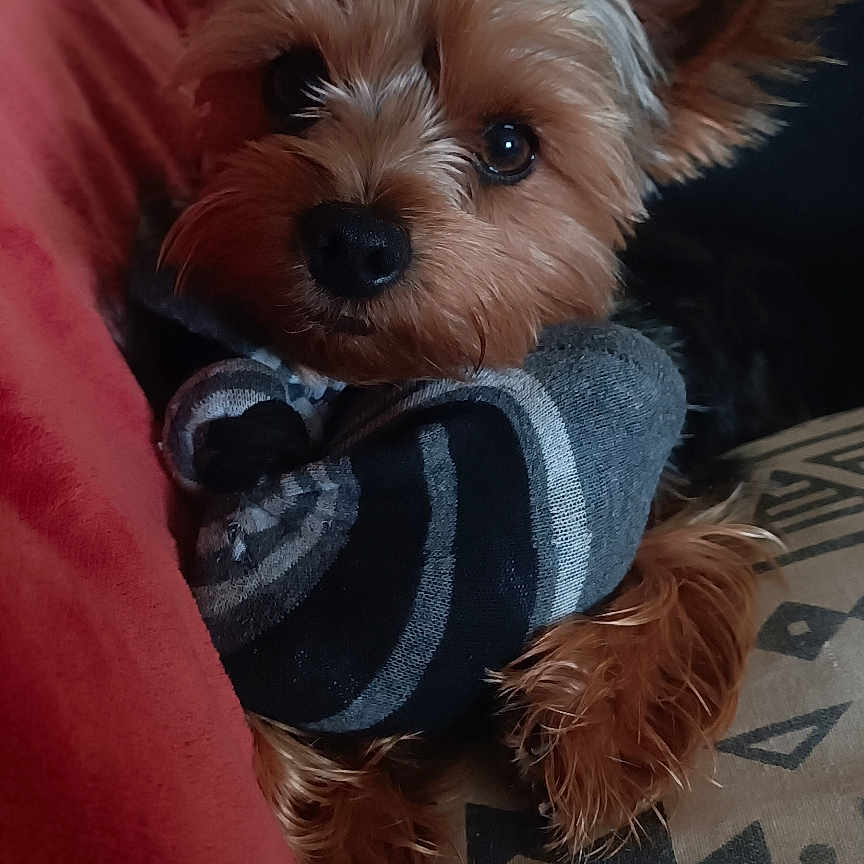 Groot participe au concours pour gagner de l'argent avec cette photo : animal, bodypart, canine, clothing, cockerspaniel, couch, cushion, dog, finger, furniture, hand, homedecor, hoodie, knitwear, papillon, pet, puppy, sweater, sweatshirt, terrier