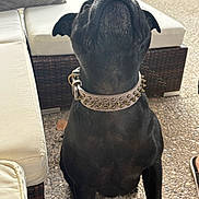 Rubis participe au concours pour gagner de l'argent avec cette photo : animal, black_dog, canine, close_up, collar, cushion, dog, domestic_animal, ear, furniture, leisure, looking_up, outdoor, patio, pet, sidewalk, sitting, snout, spiked_collar, stone_floor
