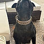 animal, black_dog, canine, close_up, collar, cushion, dog, domestic_animal, ear, furniture, leisure, looking_up, outdoor, patio, pet, sidewalk, sitting, snout, spiked_collar, stone_floor