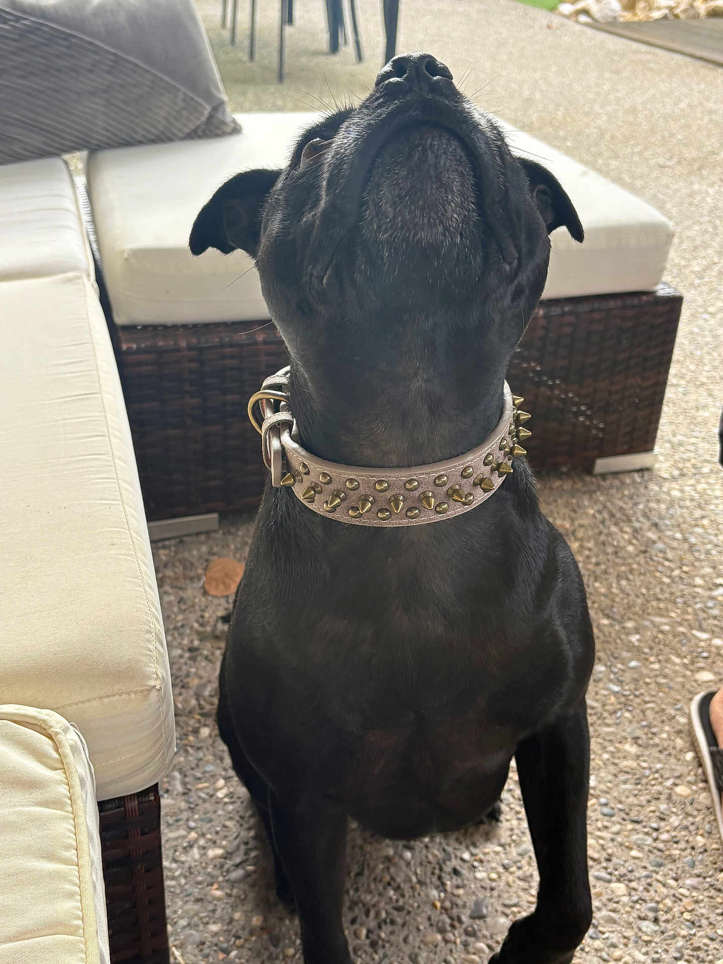 Rubis participe au concours pour gagner de l'argent avec cette photo : animal, black_dog, canine, close_up, collar, cushion, dog, domestic_animal, ear, furniture, leisure, looking_up, outdoor, patio, pet, sidewalk, sitting, snout, spiked_collar, stone_floor