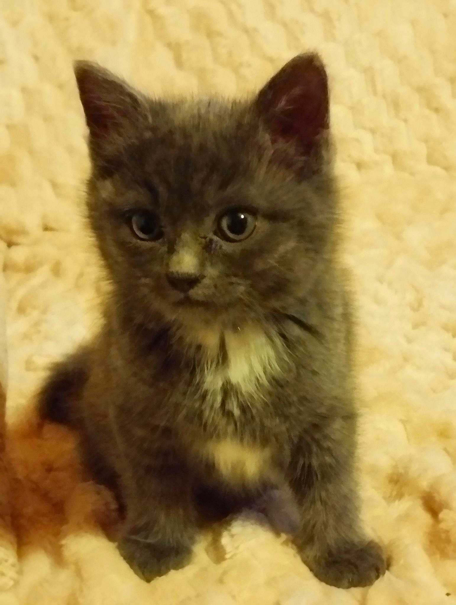 Sky a rejoint le concours — aidez-le/la à gagner de superbes lots ! carnivore, cat, claw, domestic_short_haired_cat, eye, fawn, felidae, fur, paw, small_to_medium_sized_cats, snout, terrestrial_animal, whiskers