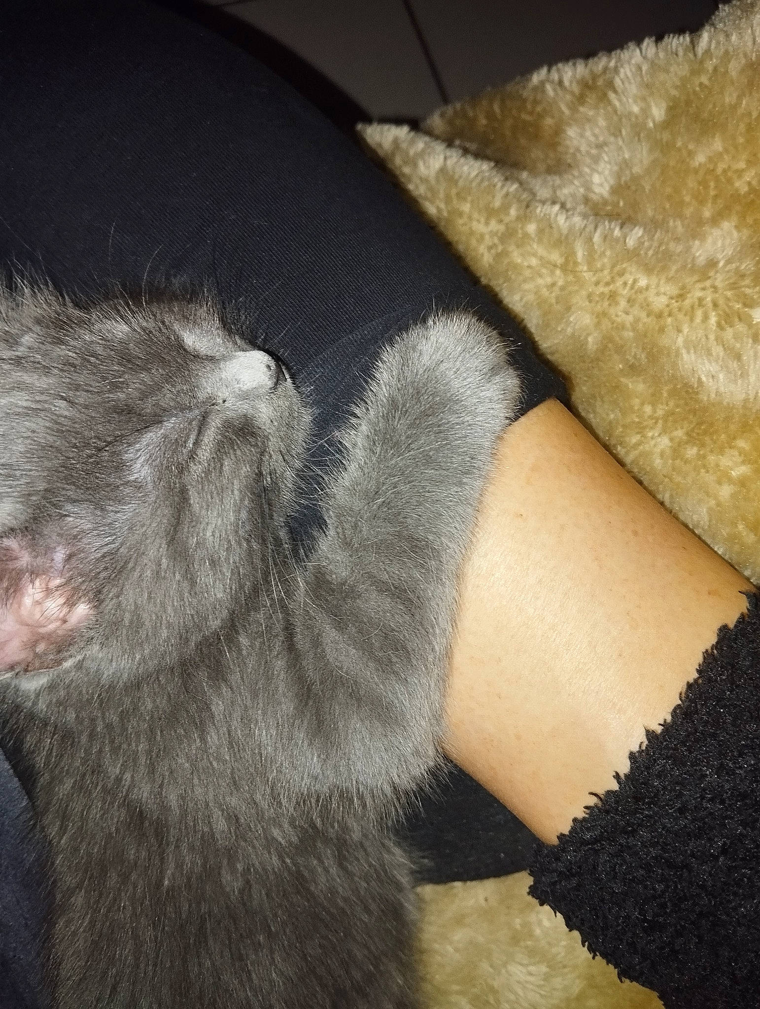 Sky participe au concours pour gagner de l'argent avec cette photo : carnivore, cat, close_up, cloud, comfort, felidae, flooring, foot, fur, grey, human_leg, knee, leg, mammal, small_to_medium_sized_cats, tail, textile, thigh, vertebrate, whiskers