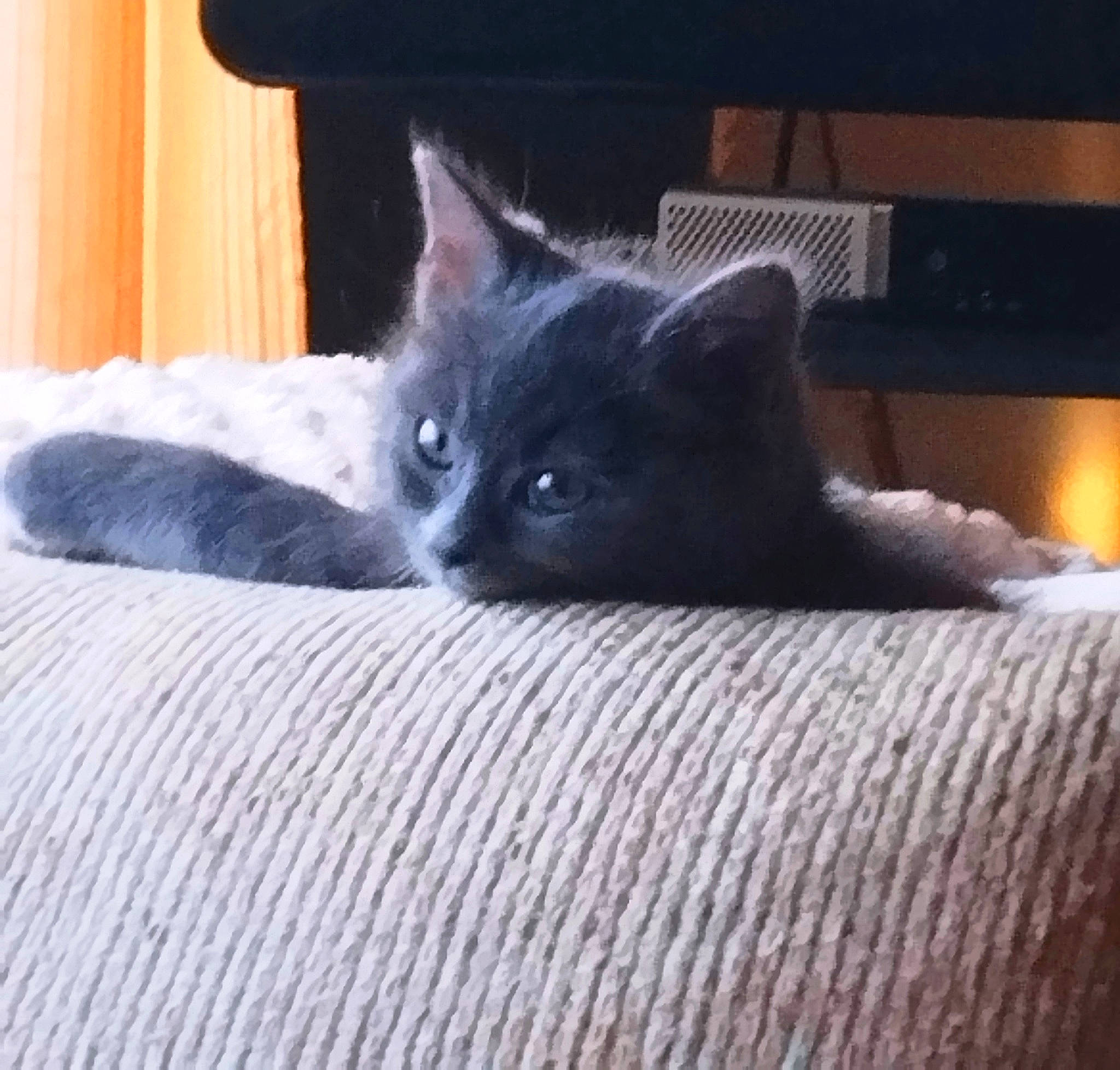 Sky participe au concours pour gagner de l'argent avec cette photo : black_cat, carnivore, cat, cat_furniture, cat_supply, comfort, domestic_short_haired_cat, felidae, flooring, fur, grey, hardwood, iris, room, small_to_medium_sized_cats, snout, tail, whiskers, window, wood