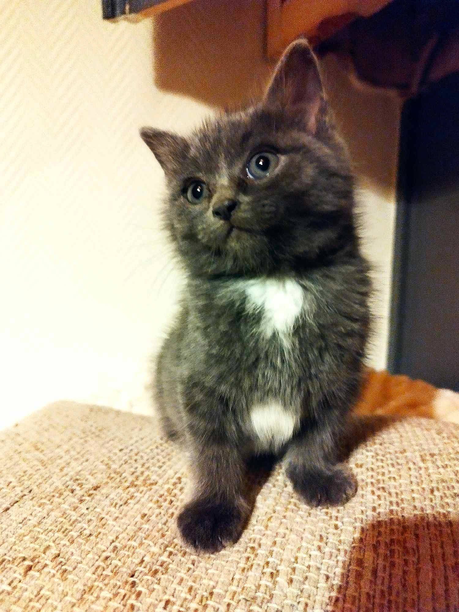 Sky a rejoint le concours — aidez-le/la à gagner de superbes lots ! black_cat, carnivore, cat, cat_supply, claw, domestic_short_haired_cat, fawn, felidae, flooring, fur, paw, sitting, small_to_medium_sized_cats, snout, tail, terrestrial_animal, whiskers