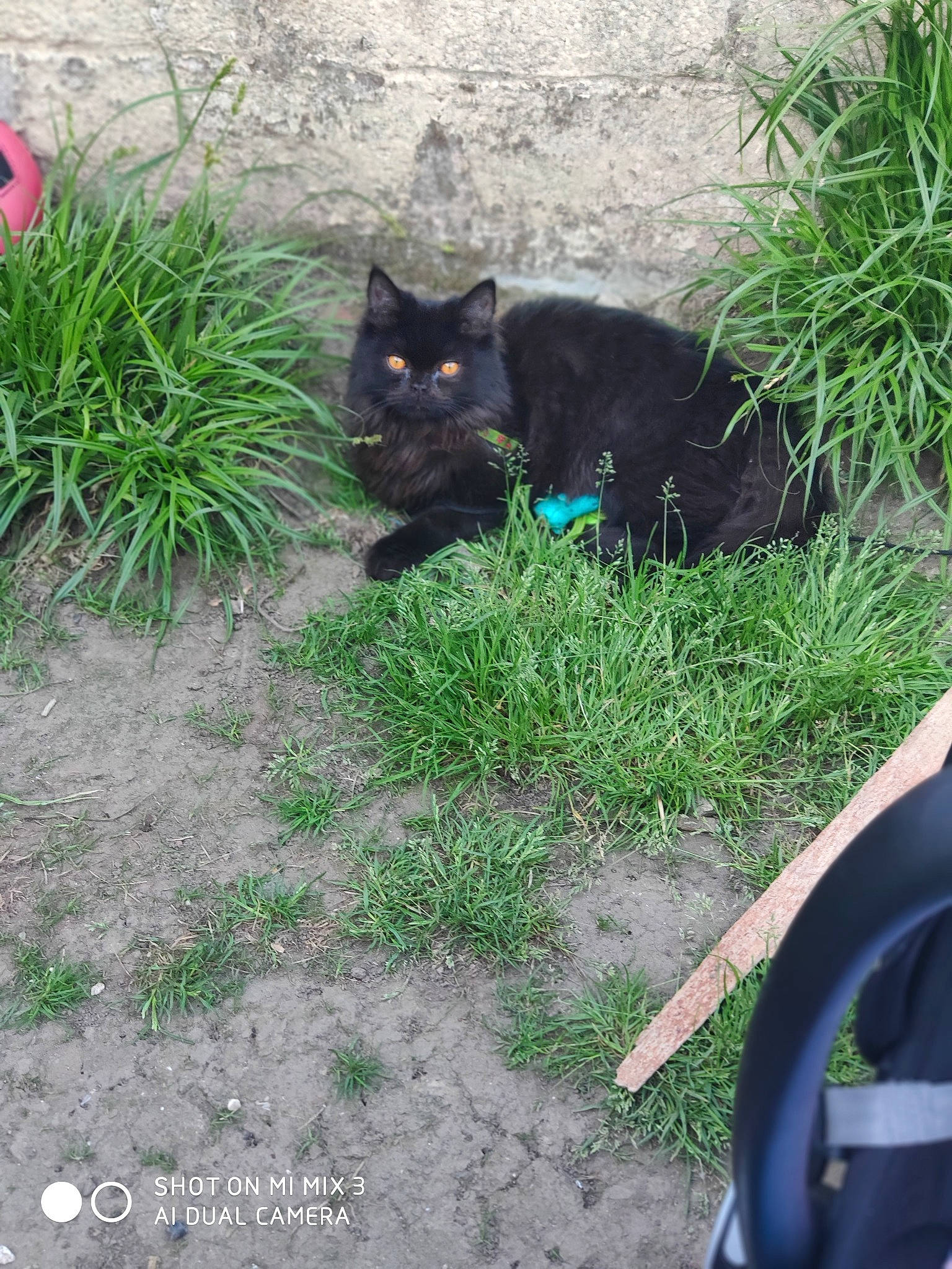 Ziggy a rejoint le concours — aidez-le/la à gagner de superbes lots ! backyard, black_cat, bombay, carnivore, cat, domestic_short_haired_cat, felidae, garden, grass, grass_family, lawn, plant, shrub, small_to_medium_sized_cats, soil, tail, tree, whiskers, yard