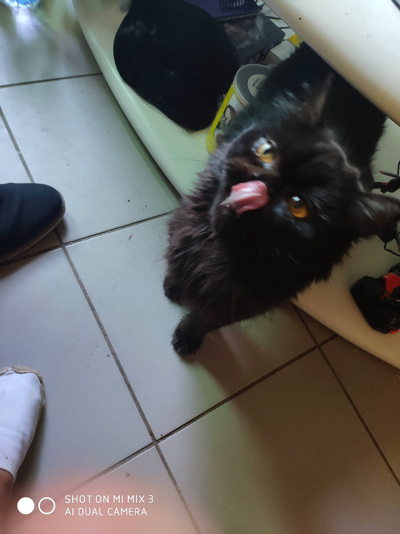 Ziggy a rejoint le concours — aidez-le/la à gagner de superbes lots ! black, black_cat, carnivore, cat, domestic_long_haired_cat, fawn, felidae, floor, flooring, fur, kitten, mammal, persian, small_to_medium_sized_cats, tail, whiskers