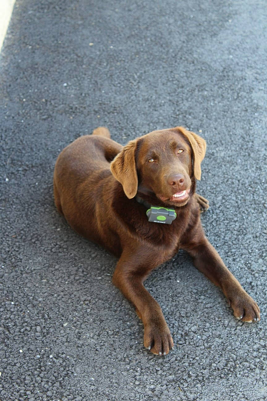 Pépite a rejoint le concours — aidez-le/la à gagner de superbes lots ! canidae, carnivore, collar, companion_dog, dog, dog_breed, dog_collar, eye, fawn, hunting_dog, leash, liver, non_sporting_group, paw, road_surface, snout, sporting_group, tail, toy, working_animal