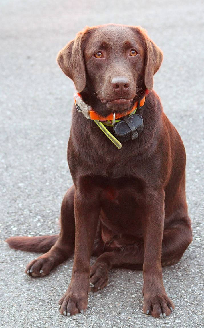 Pépite a rejoint le concours — aidez-le/la à gagner de superbes lots ! borador, canidae, carnivore, collar, companion_dog, dog, dog_breed, dog_collar, fawn, fur, gun_dog, hat, labrador_retriever, leash, liver, pet_supply, snout, sporting_group, whiskers, working_animal