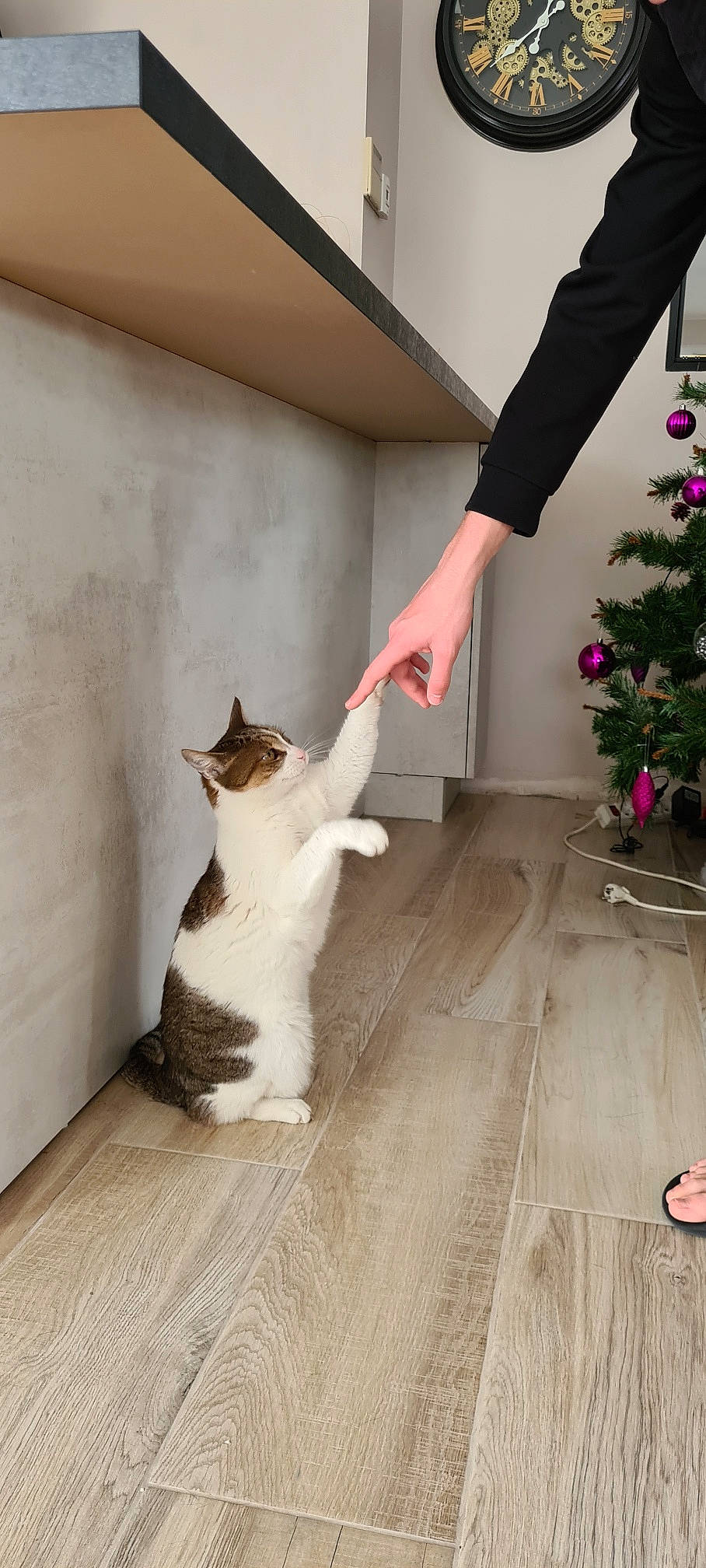 Griotte a rejoint le concours — aidez-le/la à gagner de superbes lots ! carnivore, cat, christmas_tree, door, fawn, felidae, floor, flooring, formal_wear, gesture, hardwood, human_leg, laminate_flooring, plant, small_to_medium_sized_cats, tail, tree, waist, whiskers, wood