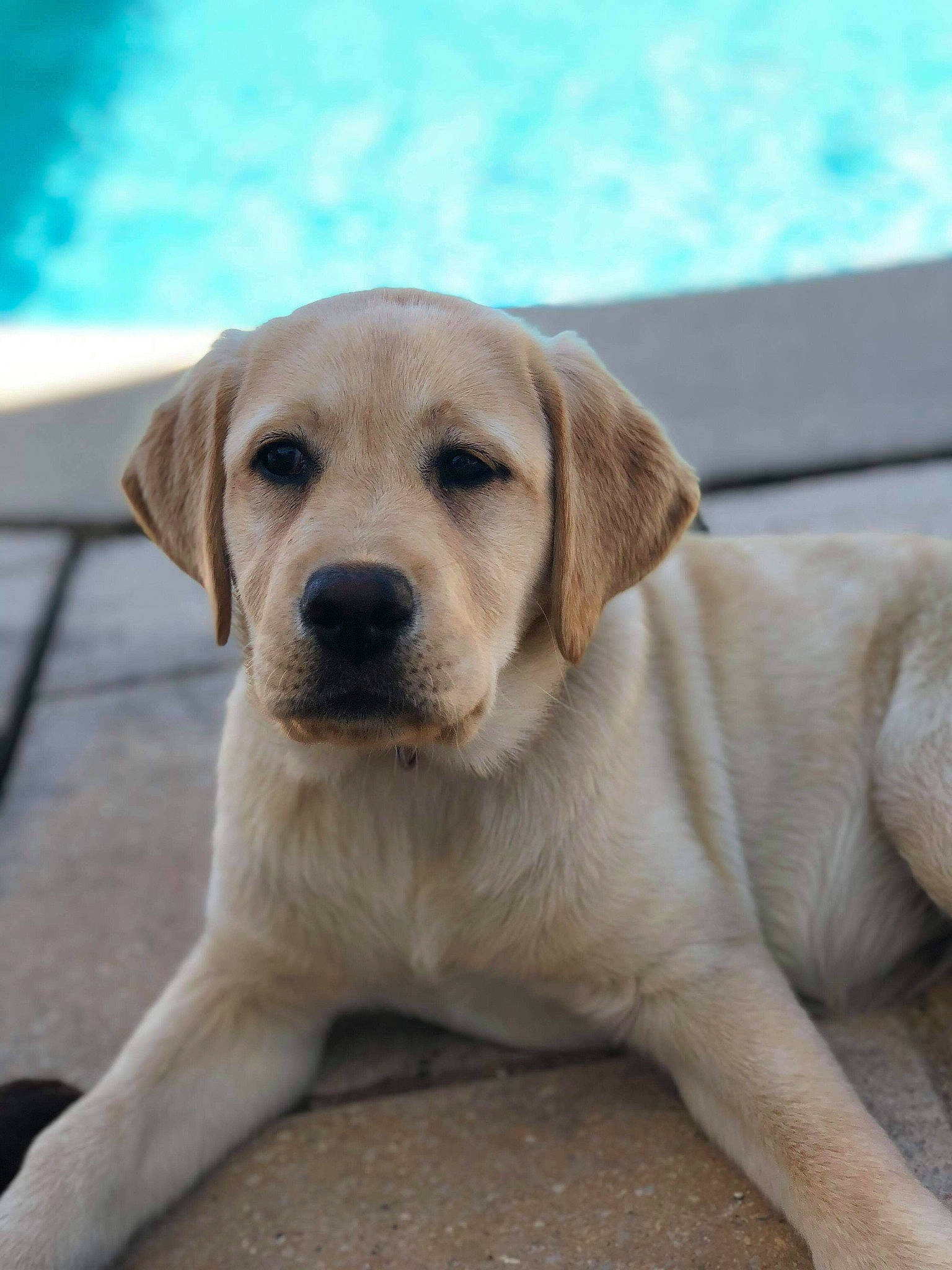 Sally a rejoint le concours — aidez-le/la à gagner de superbes lots ! canidae, carnivore, companion_dog, dog, dog_breed, fawn, fur, labrador_retriever, plant, snout, sporting_group, tail, terrestrial_animal, whiskers, wildlife, working_animal