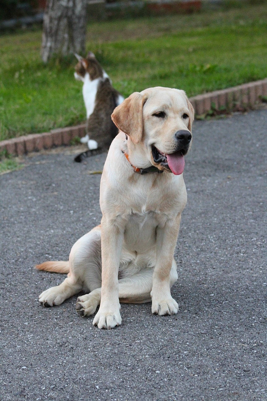 Sally participe au concours pour gagner de l'argent avec cette photo : carnivore, collar, companion_dog, dog, dog_breed, dog_collar, dog_supply, fashion_accessory, fawn, grass, leash, pet_supply, plant, retriever, road_surface, sidewalk, snout, sporting_group, street_dog, tail